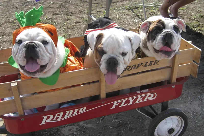 Halloween Dog Parade